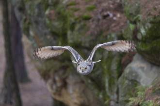 One Siberian Eagle Owl (Bubo bubo sibiricus) flying thru a forest. Rocks and trees in the