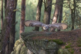 One Siberian Eagle Owl (Bubo bubo sibiricus) flying thru a forest. Rocks and trees in the