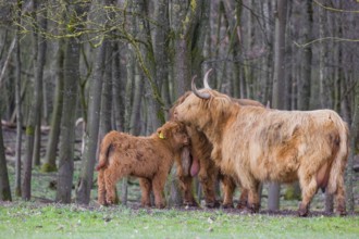 A family of Highlands (Bos (primigenius), a bull, a cow and a calf stand at a forest edge