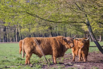 A family of Highlands (Bos primigenius), a bull, a cow and a calf stand on a pasture at a forest