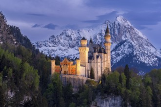Neuschwanstein Castle near Füssen, Schwangau, Allgäu Alps, night shot, illuminated, snow, East