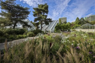Bochum, North Rhine-Westphalia, Germany - Blooming flower-bed in the flower bed in front of the