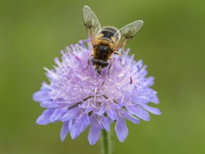 Fly, hoverfly, insect, (Eristalis horticol), Black Forest, Feldberg region, Baden-Württemberg,