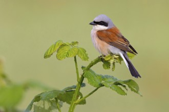 Red-backed shrike, red-backed shrike, thorn-backed shrike, family of shrikes, (Lanius collurio),