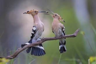 Hoopoe (Upupa epops) Bird of the Year 2022, courtship, mating, pair, male, female, with caterpillar