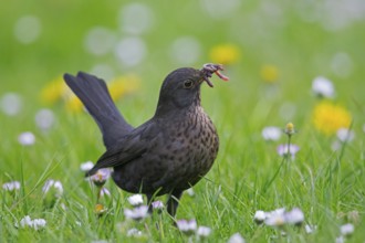 Common blackbird, Eurasian blackbird (Turdus merula) female foraging in grassland, meadow with
