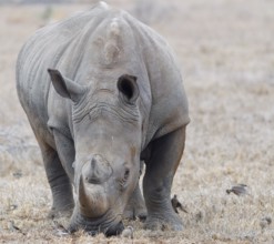 Southern white rhinoceros (Ceratotherium simum simum) surrounded by birds, adult male feeding on