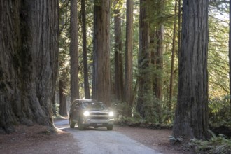 Crescent City, California - Redwood trees (Sequoia sempervirens), the tallest trees in the world,