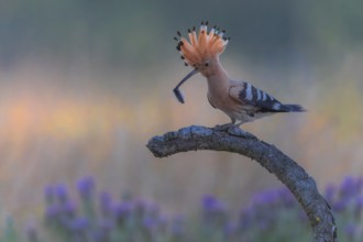 Hoopoe (Upupa epops) Bird of the Year 2022, with caterpillar as prey for the young bird, raised