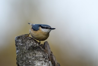 Nuthatch (Sitta europaea), adult bird, Dingdener Heide nature reserve, North Rhine-Westphalia,