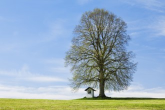 Large lime tree watches over a Helgenstöckli near Wittenbach, Canton St. Gallen, Switzerland,