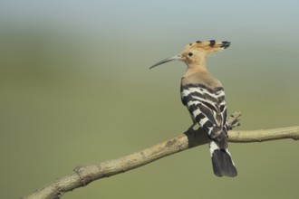 Hoopoe (Upupa epops), Branch, Embalse de Guadiloba, Caceres, Extremadura, Spain, Europe