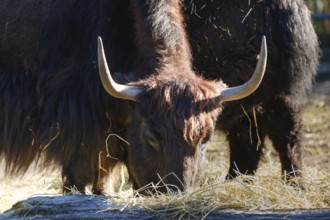 Yak (Bos mutus), cattle, horn bearer, occurrence Tibet, Mongolia, South Siberia, captive, North
