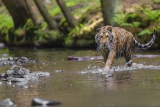 One young female Siberian Tiger, Panthera tigris altaica, walking thru the cool fresh water of a