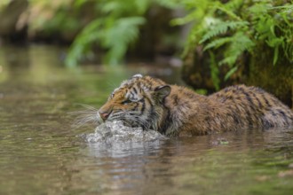 One young female Siberian Tiger, Panthera tigris altaica, lying resting in the cool fresh water of