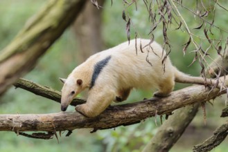 A southern tamandua (Tamandua tetradactyla), walks on a branch of a tree in a forest