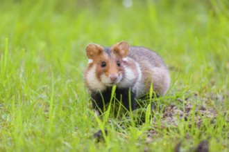 A European hamster (Cricetus cricetus), Eurasian hamster, black-bellied hamster or common hamster,