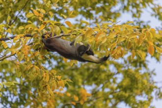 One adult Diana monkey (Cercopithecus diana) climbing along a thin twig with yellow leafs high up