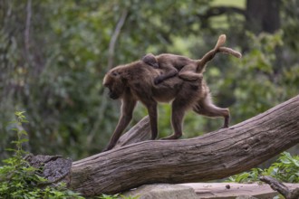 One female with one baby Gelada (Theropithecus gelada), or bleeding-heart monkey riding on her