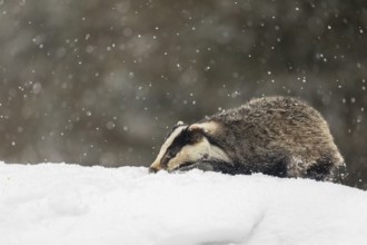 One young European badger (Meles meles) walking through deep snow during snow fall
