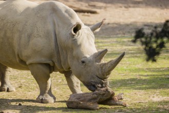 Side view portrait of a white rhinoceros (Ceratotherium simum) in bright sunlight
