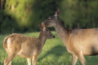 One female Altai maral, Altai wapiti or Altai elk (Cervus canadensis sibiricus) standing together