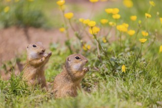 Two adult European ground squirrel (Spermophilus citellus) or European souslik sit in green gras