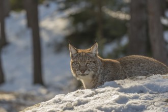 One young male Eurasian lynx, (Lynx lynx), standing on a snow covered forest ground in early