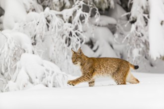 One young male Eurasian lynx, (Lynx lynx), walking over a deep snow covered meadow with a forest in