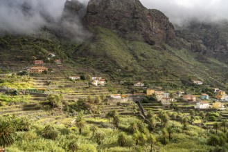 Cultural landscape with palm trees in Valle Gran Rey, La Gomera, Canary Islands, Spain, Europe