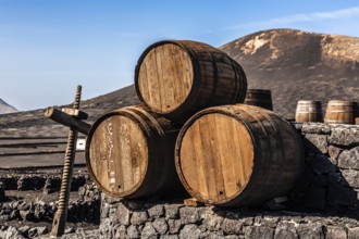 2016, La Geria, Lanzarote, La Geria, ESP, Spain, Canary Islands, Canary Islands, Atlantic Ocean,