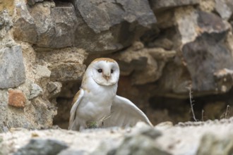 One barn owl (Tyto alba) sitting in a hole in a wall of a ruin of a monastery