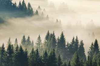 Fog and forest in Oberägeri in the canton of Zug, Switzerland, Europe