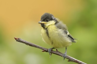 Great tit (Parus major), young bird, North Rhine-Westphalia, Germany, Europe