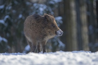 Wild boar (Sus scrofa), in the snow, Vulkaneifel, Rhineland-Palatinate, Germany, Europe