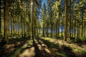 Nature, forest, light and shadow