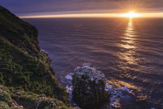 Bird cliffs on a steep coast in front of the sea, midnight sun, gannets (Morus bassanus), colony,