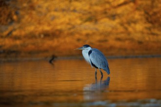 Cocoi Heron (Ardea cocoi) Pantanal Brazil