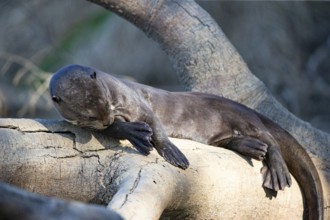 Giant otter (Pteronura brasiliensis) Pantanal Brazil