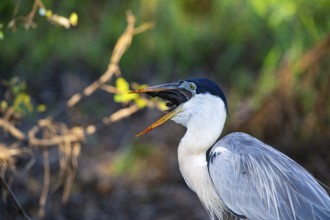 Cocoi Heron (Ardea cocoi) Pantanal Brazil