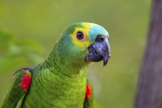 Blue-fronted Amazon (Amazona aestiva (Pantanal Brazil