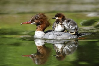 Goosander family with chicks on their backs swimming on reflecting water, Goosander (Mergus