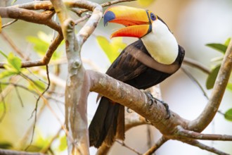 Giant toucan (Ramphastos toco) Pantanal Brazil