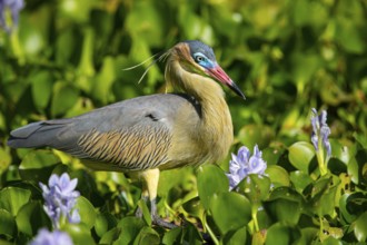 Whistling heron (Syrigma sibilatrix) Pantanal Brazil