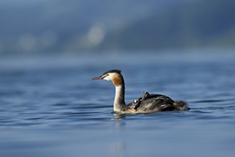 Great Crested Grebe (Podiceps Scalloped ribbonfish), with two chicks in plumage swimming in the