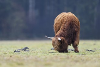Highland cattle (Bos taurus), adult animal eating grass in a meadow, Switzerland, Europe