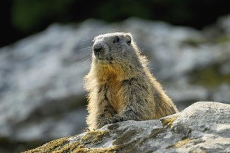 Alpine marmot (Marmota marmota), sitting on rocks, Switzerland, Europe