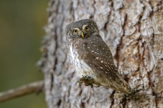 Pygmy Owl (Glaucicium passerinum), sitting on the branch of a tree, Pirchner Ast, Schwaz, Tyrol,