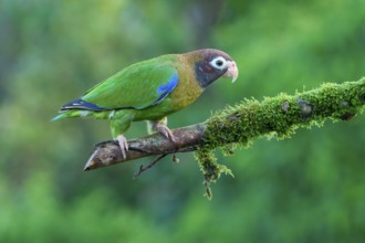 Brown-hooded Parrot (Pyrilia haematotis) sitting on a branch, Costa Rica, Central America