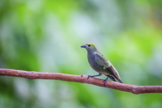 Summer cardinal (Piranga rubra), tanager (Thraupidae), Alajuela, Costa Rica, Central America